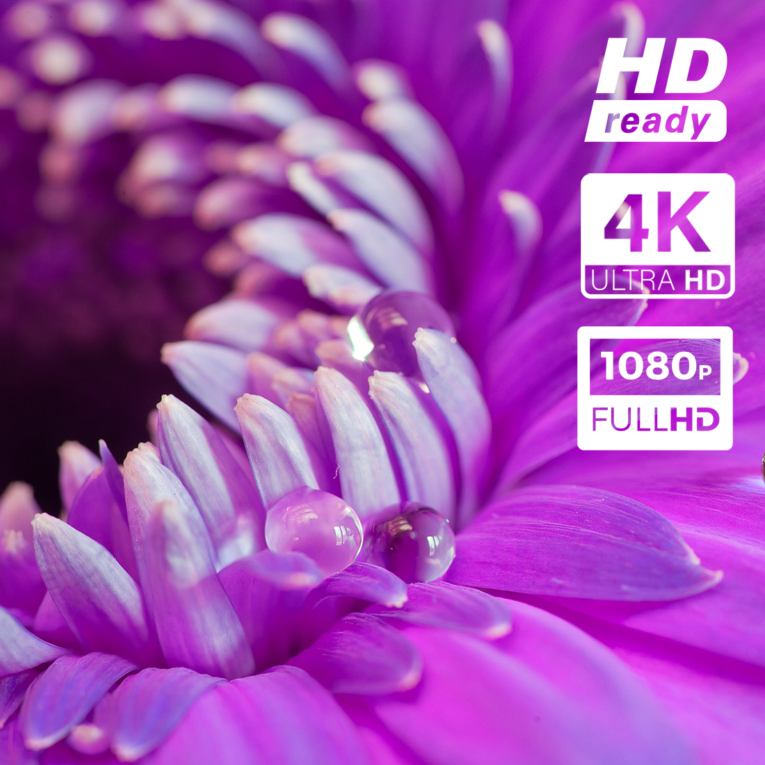 ekran 4K HD, ekran do projektora 100 cale, ekran PVC 16:9, ekran HD PRS-GE01, ekran projekcyjny kino domowe