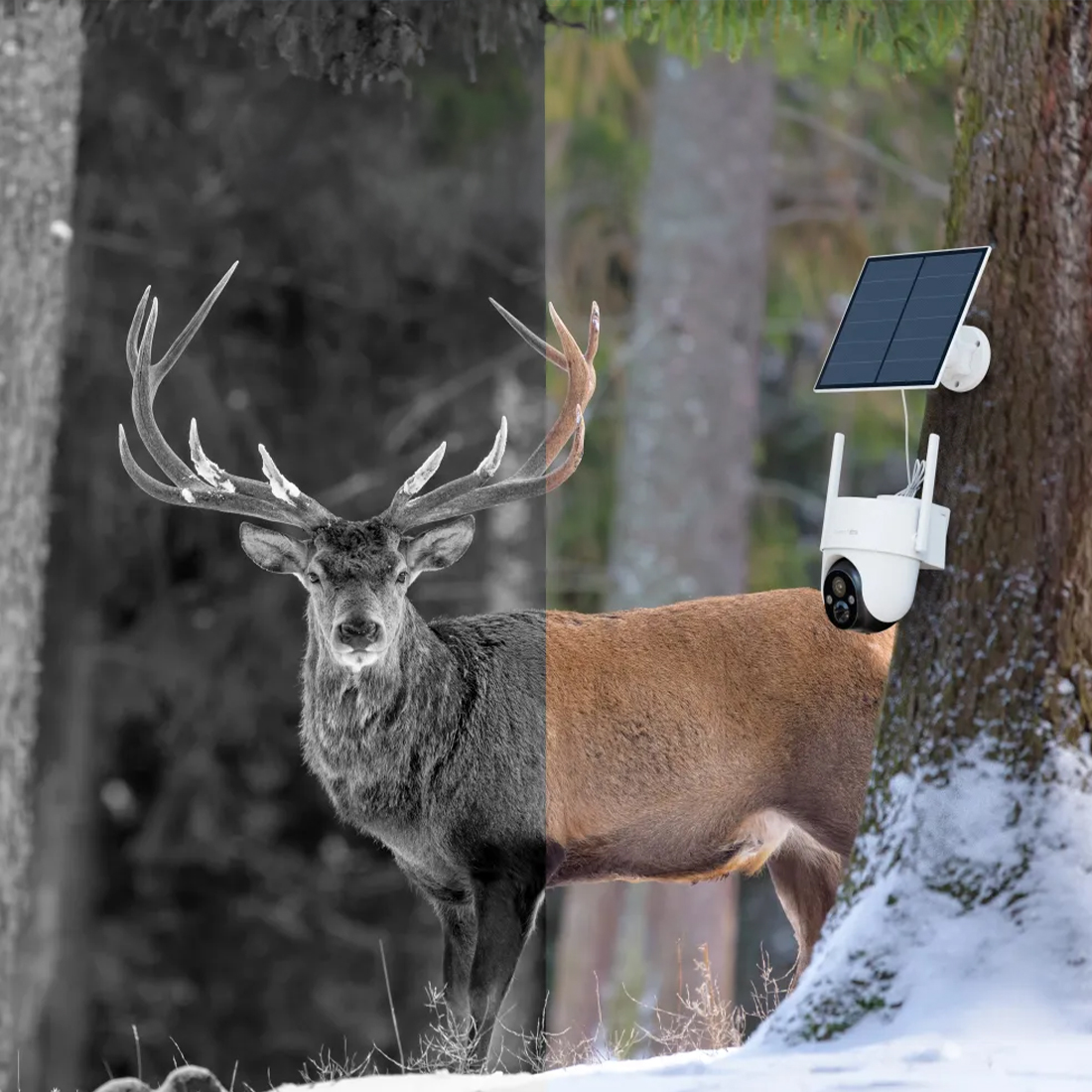 Arenti GO3G+SP2 – 2K Ultra HD z nocnym trybem pełnokolorowym