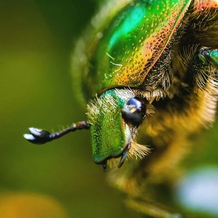 powiększenie 10-20x, obiektyw makro do smartfonów, zoommacro apexel, fotografia makro smartfon, zdjęcia owadów i roślin, makrofotografia biżuterii, soczewka makro do telefonu, akcesoria fotograficzne do smartfona